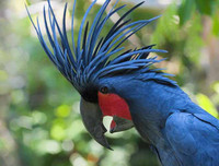 Những thú vị về chương trình sử dụng động vật gián điệp trong Chiến tranh Lạnh mà CIA vừa giải mật