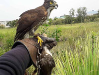 Những thú vị về chương trình sử dụng động vật gián điệp trong Chiến tranh Lạnh mà CIA vừa giải mật