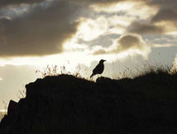 Những thú vị về chương trình sử dụng động vật gián điệp trong Chiến tranh Lạnh mà CIA vừa giải mật