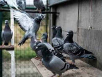 Những thú vị về chương trình sử dụng động vật gián điệp trong Chiến tranh Lạnh mà CIA vừa giải mật