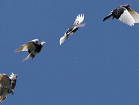 Những thú vị về chương trình sử dụng động vật gián điệp trong Chiến tranh Lạnh mà CIA vừa giải mật