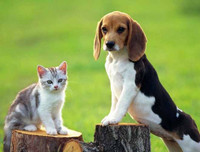 Những thú vị về chương trình sử dụng động vật gián điệp trong Chiến tranh Lạnh mà CIA vừa giải mật