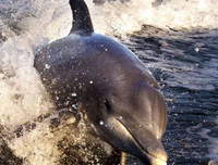 Những thú vị về chương trình sử dụng động vật gián điệp trong Chiến tranh Lạnh mà CIA vừa giải mật