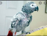 Những thú vị về chương trình sử dụng động vật gián điệp trong Chiến tranh Lạnh mà CIA vừa giải mật