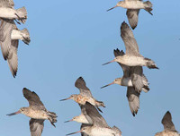 Những thú vị về chương trình sử dụng động vật gián điệp trong Chiến tranh Lạnh mà CIA vừa giải mật