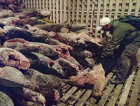 [Ảnh] Đội tàu đánh cá 