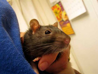 15 điều luật lạ lùng - đáng ngạc nhiên là vẫn tồn tại ở nước Mỹ