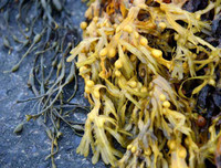 15 điều luật lạ lùng - đáng ngạc nhiên là vẫn tồn tại ở nước Mỹ