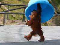 Những bức ảnh Instagram đẹp nhất năm 2019 trên Hãng thông tấn Reuters