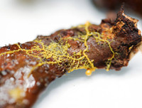 Những bức ảnh dị thường - kỳ quặc nhất năm 2019, càng ngắm kỹ càng thấy thú vị