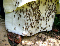 Không thể xem thường: 1/10 dân số thế giới có thể 