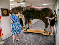 Những bức ảnh dị thường - kỳ quặc nhất năm 2019, càng ngắm kỹ càng thấy thú vị