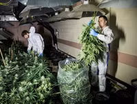 Phát hiện trang trại trồng cần sa bí mật ngay dưới nền nhà hát cũ ở London