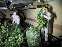 Phát hiện trang trại trồng cần sa bí mật ngay dưới nền nhà hát cũ ở London