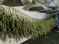 Phát hiện trang trại trồng cần sa bí mật ngay dưới nền nhà hát cũ ở London