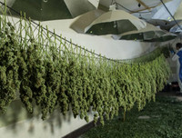 Phát hiện trang trại trồng cần sa bí mật ngay dưới nền nhà hát cũ ở London