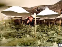 Phát hiện trang trại trồng cần sa bí mật ngay dưới nền nhà hát cũ ở London