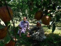 [Ảnh] Cuộc sống thường ngày ở Kashmir, nơi 