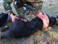 [Ảnh] Hé lộ quy trình tuyển mộ và huấn luyện chó nghiệp vụ của đặc nhiệm Mỹ