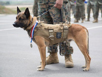 [Ảnh] Hé lộ quy trình tuyển mộ và huấn luyện chó nghiệp vụ của đặc nhiệm Mỹ