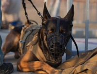 [Ảnh] Hé lộ quy trình tuyển mộ và huấn luyện chó nghiệp vụ của đặc nhiệm Mỹ