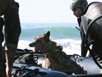 [Ảnh] Hé lộ quy trình tuyển mộ và huấn luyện chó nghiệp vụ của đặc nhiệm Mỹ