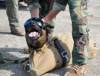 [Ảnh] Hé lộ quy trình tuyển mộ và huấn luyện chó nghiệp vụ của đặc nhiệm Mỹ