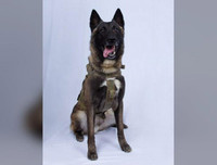 [Ảnh] Hé lộ quy trình tuyển mộ và huấn luyện chó nghiệp vụ của đặc nhiệm Mỹ