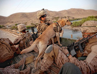 [Ảnh] Hé lộ quy trình tuyển mộ và huấn luyện chó nghiệp vụ của đặc nhiệm Mỹ