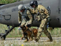 [Ảnh] Hé lộ quy trình tuyển mộ và huấn luyện chó nghiệp vụ của đặc nhiệm Mỹ