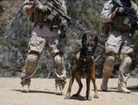 [Ảnh] Hé lộ quy trình tuyển mộ và huấn luyện chó nghiệp vụ của đặc nhiệm Mỹ