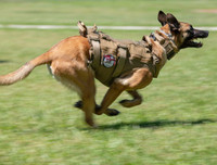 [Ảnh] Hé lộ quy trình tuyển mộ và huấn luyện chó nghiệp vụ của đặc nhiệm Mỹ