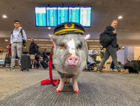 Những bức ảnh dị thường - kỳ quặc nhất năm 2019, càng ngắm kỹ càng thấy thú vị