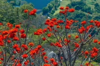 Bí quyết 'săn' hoa tháng 3: 'Bắc hoa gạo, Nam vông nem'