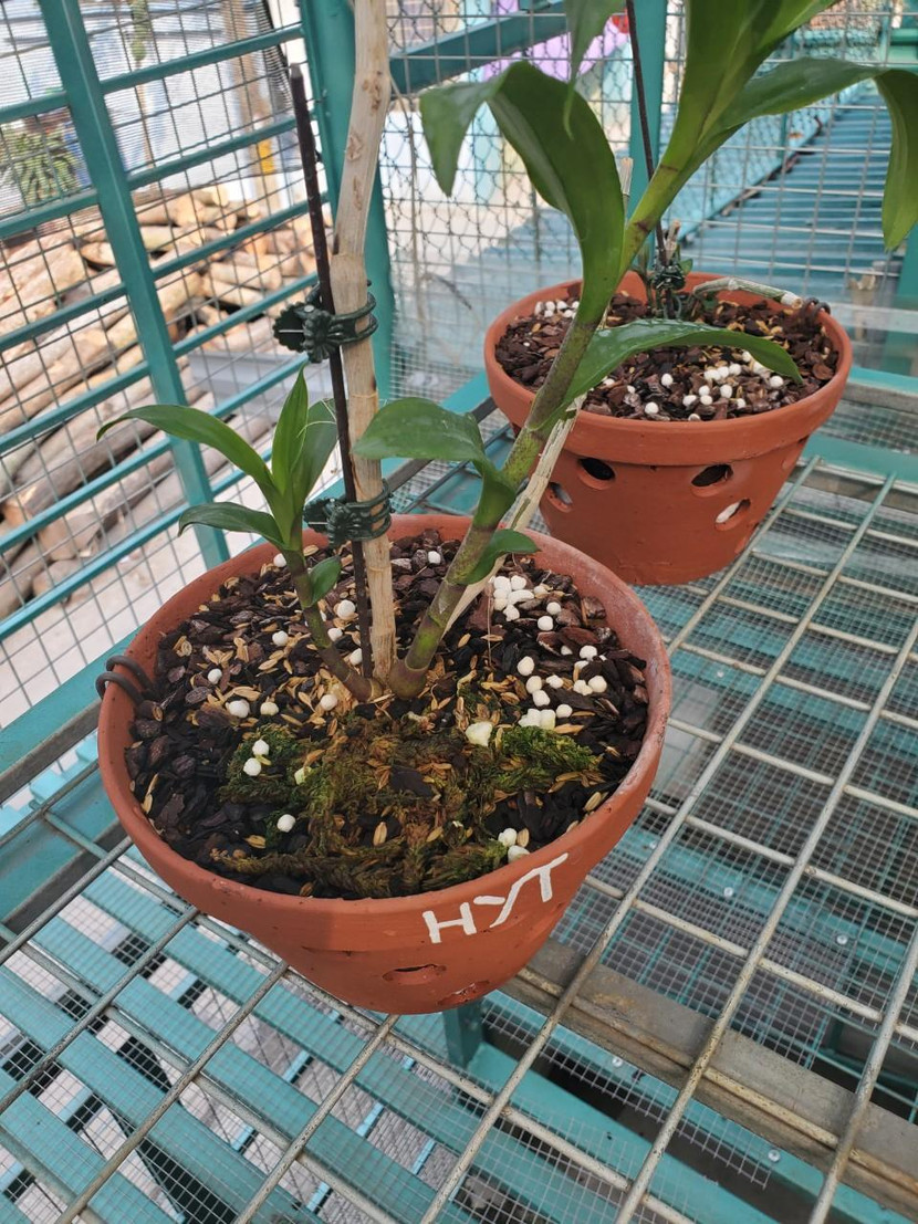 Một trong những cây hoa lan được thỏa thuận mua bán với số tiền bạc tỷ