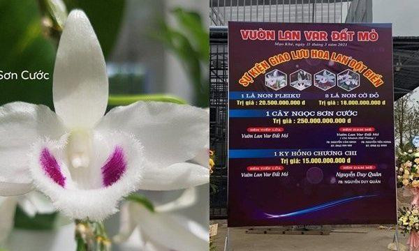 Giao dịch lan đột biến được quảng cáo lên tới gần 300 tỷ đồng của một vườn lan ở Quảng Ninh