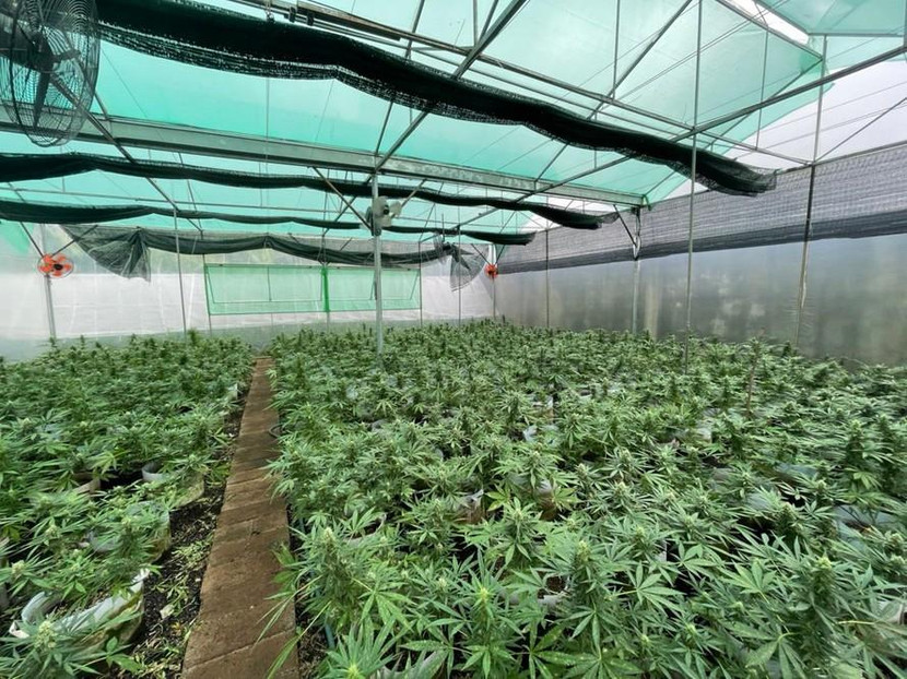 Khu nhà kính chuyên ươm trồng cần sa của đối tượng Hồ Long Phụng