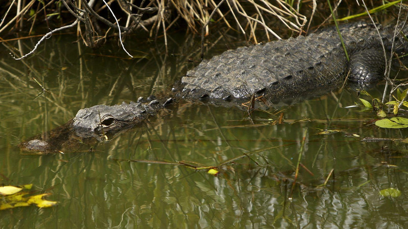 Lực lượng chức năng đã dùng bẫy để bắt được con cá sấu Lực lượng chức năng đã dùng bẫy để bắt được con cá sấu