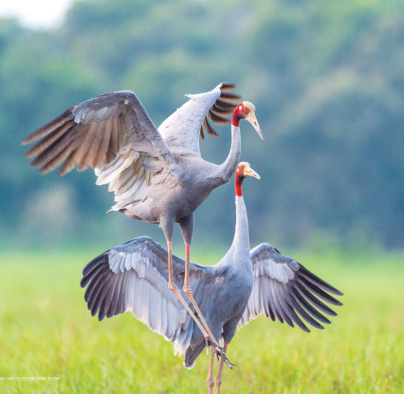 Các tác phẩm ảnh tuyệt đẹp về sếu của nhiếp ảnh gia Nguyễn Trường Sinh