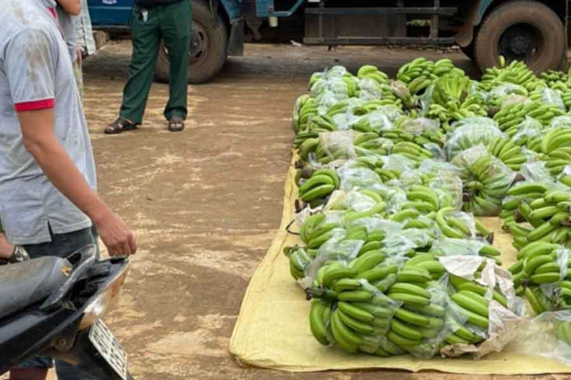 Công an huyện Đắk Đoa đang tạm giữ chiếc xe tải chở chuối Công an huyện Đắk Đoa đang tạm giữ chiếc xe tải chở chuối