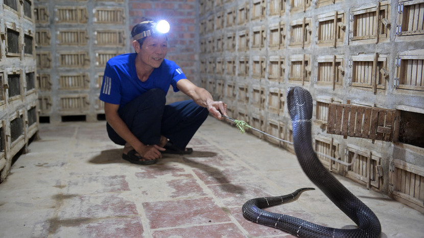 Nghề nuôi rắn độc tại xã Vĩnh Sơn có từ lâu đời. Tại đây, trung bình mỗi hộ nuôi khoảng 400 con, có những hộ như anh Phạm Văn Hùng nuôi tới gần 1.000 con rắn mang lại thu nhập hàng trăm triệu đồng mỗi năm