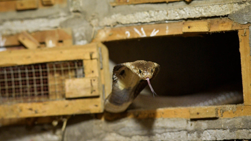 Nhìn hình ảnh này không ít người rùng mình hoảng sợ khi rắn có thể lao ra phía trước tấn công con mồi bất cứ lúc nào