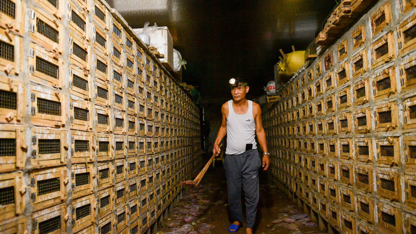 Hiện tại, người dân xã Vĩnh Sơn, huyện Vĩnh Tường, tỉnh Vĩnh Phúc đang phát triển mô hình du lịch trải nghiệm tại làng rắn Vĩnh Sơn. Đây không chỉ là hướng đi mới trong phát triển kinh tế mà còn là cơ hội để bảo tồn và quảng bá làng nghề truyền thống