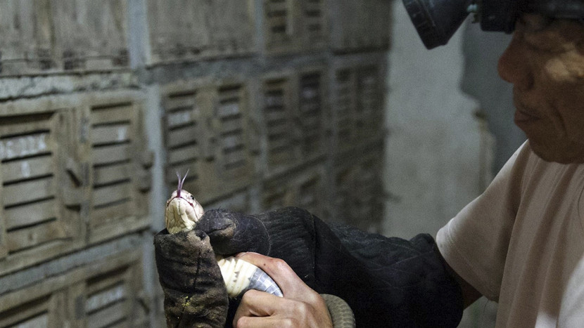 Để kịp thời phát hiện bệnh tật cũng như chăm sóc rắn, người nuôi hàng ngày phải mở chuồng kiểm tra