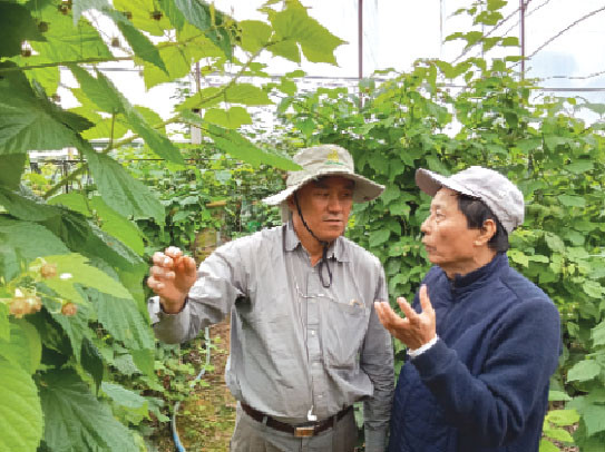 Khu vườn nhà kính hiện phổ biến ở Đà Lạt