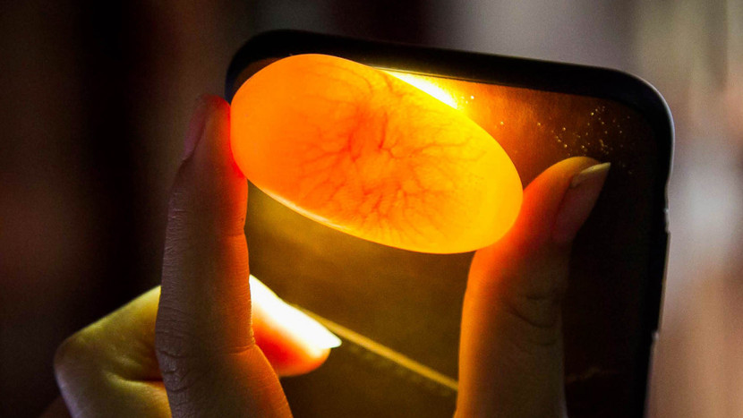 Những quả trứng rắn có tia khi soi dưới ánh đèn mới có khả năng nở thành rắn con