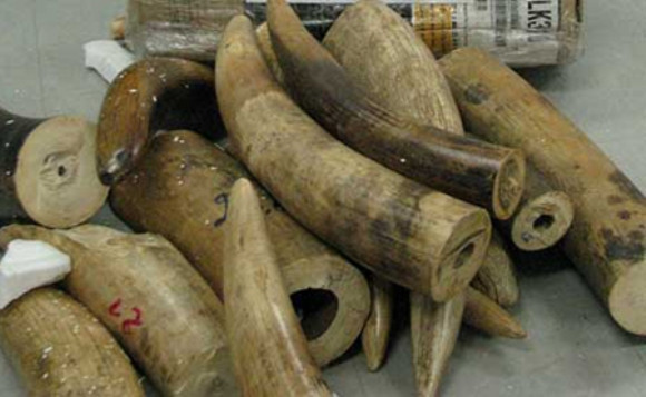 Ngà voi, sừng trâu nước…đi máy bay về Nội Bài ảnh 1