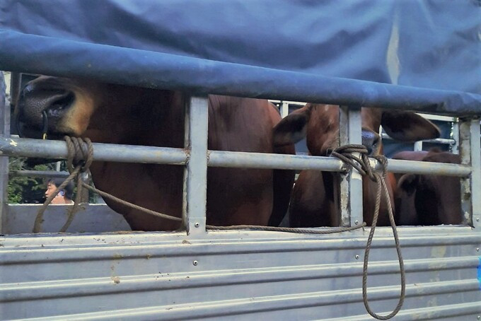 Số bò bị trộm trị giá gần 100 triệu đồng Số bò bị trộm trị giá gần 100 triệu đồng