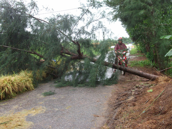 Chạy đua “cứu” lúa trong mưa lũ ảnh 2