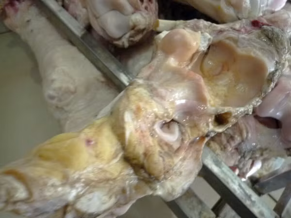 Rợn người nhìn thực phẩm "vó bò" hôi thối ảnh 3